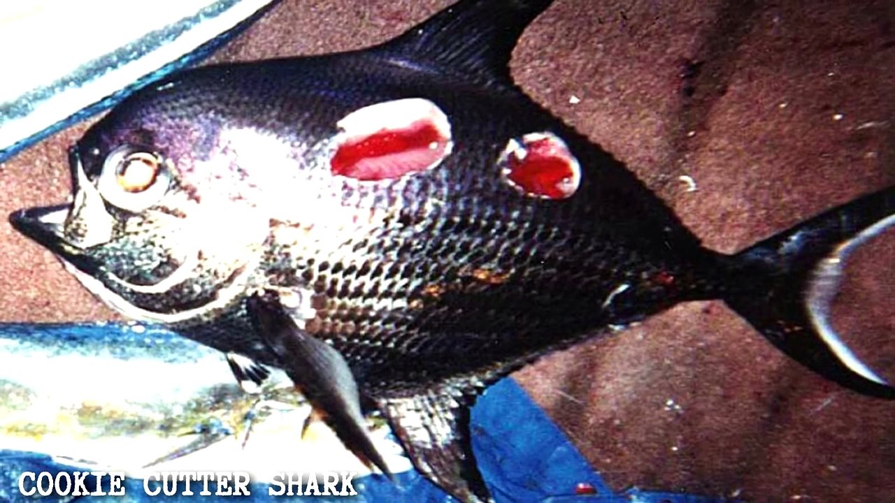 5 Creepiest Shark Species