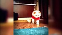 TOP Funny cat dancing and Singing in the World compilation cat dancing videos 2016