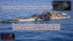 Sea Monster Found, Megalodon Shark Caugh on Tape, Real life Dragon, Ghost, UFO, Alien Sightings