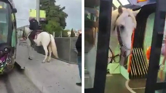 Un homme monte à cheval dans un tramway à Montpellier