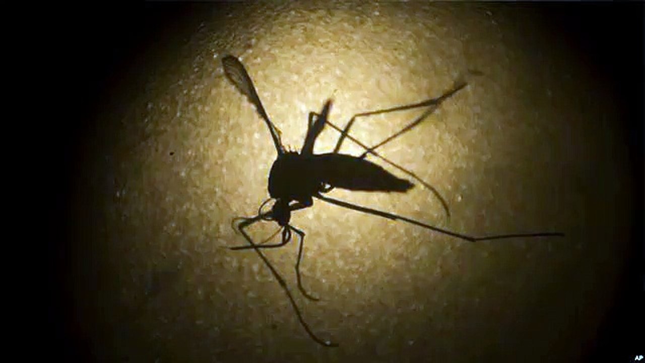 As Africa Warms, Mosquito Carrying Zika, Dengue More Likely to Thrive