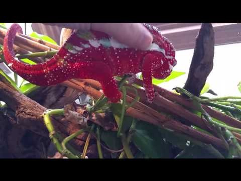 Thirsty Chameleon Licks Tasty Camera