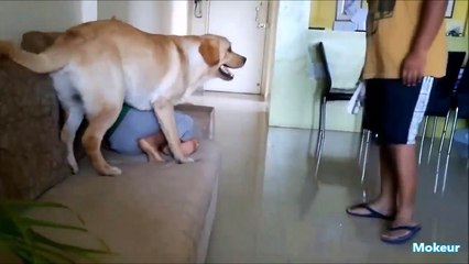 Quand les chiens protègent des bébés