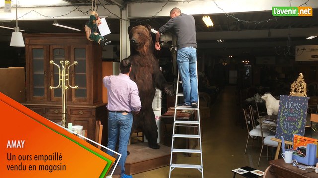 L'Avenir - Un ours empaillé à Amay