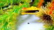 Динозавр Тираннозавр Рекс против Крокодилов. Динозаврики мультфильм на русском для детей Игрушки ТВ