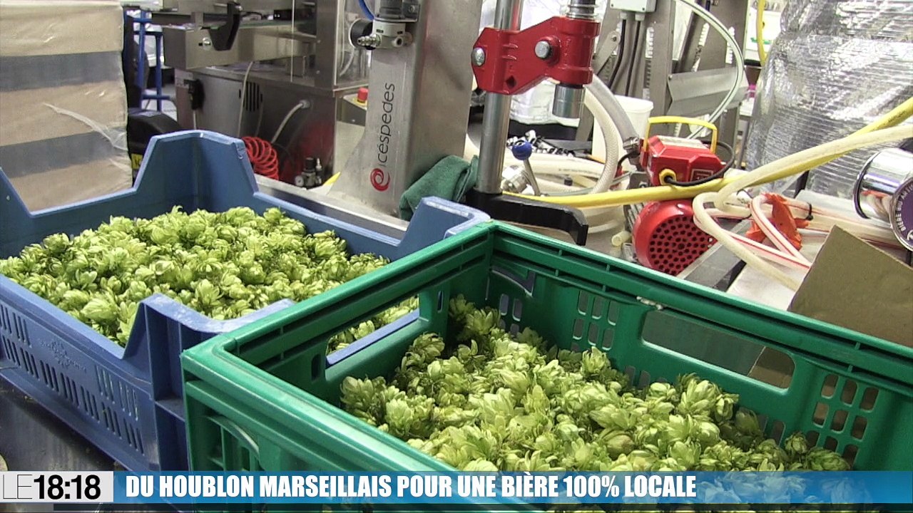 Du houblon marseillais pour une bière 100% locale