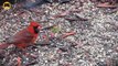 ENTERTAINMENT VIDEO FOR CATS. Birds for Cats to Watch - Northern Cardinal.