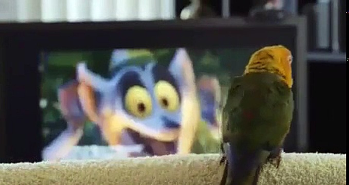 Ce perroquet "Like to move it move it" devant la télé !!