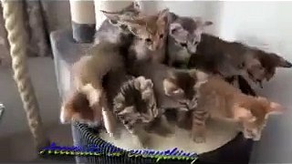 latest cats group dance.sep 2017
