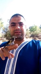 Magnifique jeune Chardonneret bien dresse par Djalel