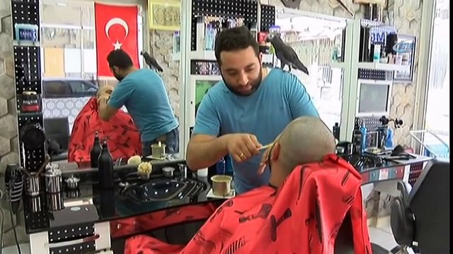 Papağan Berberde Çıraklık Yapıyor, Bahşiş Topluyor