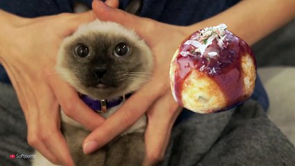 TRANSFORMING CAT!-uZlh-Wsn5R4