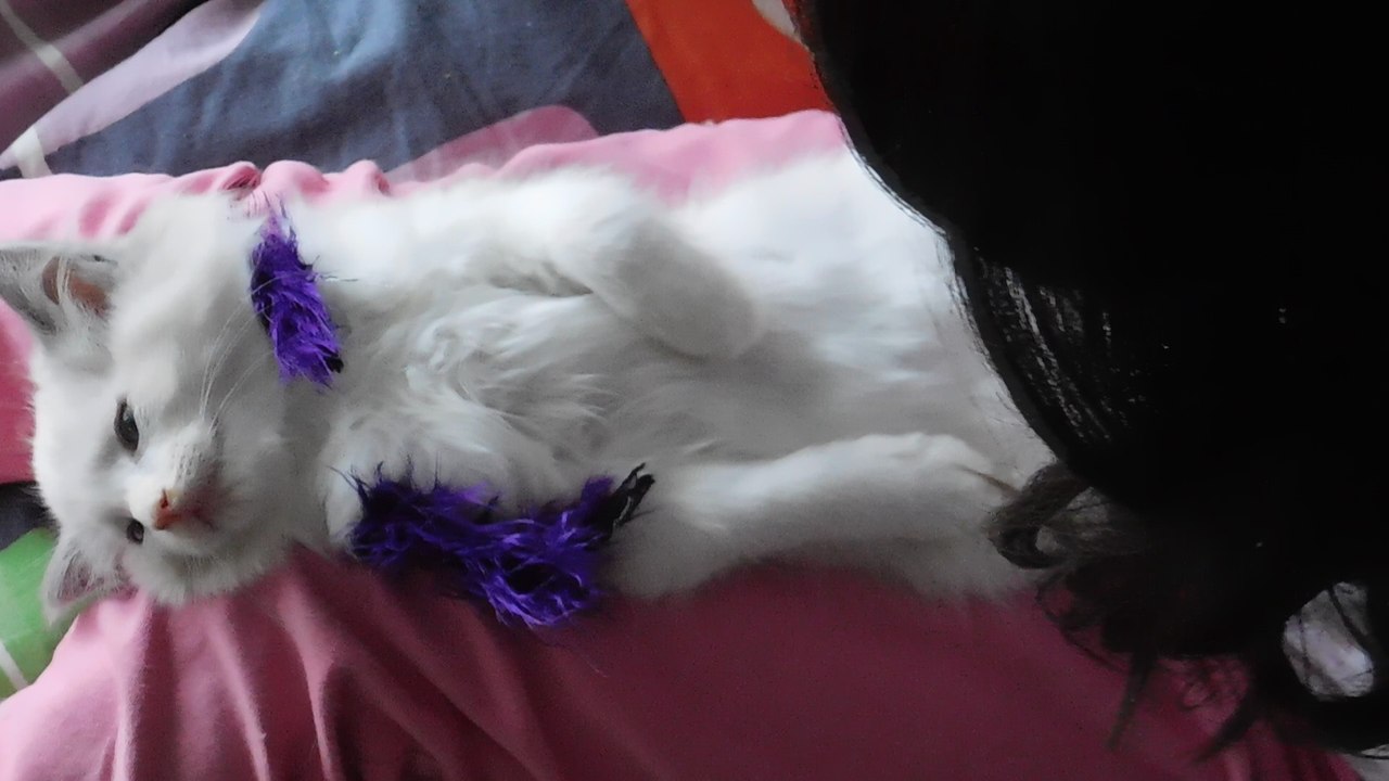 chaton ragdoll complice de ma fille pour câlins !