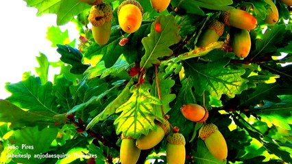 Pura Natureza de uma manhã de Outuno... 25-9-2017