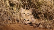 Ces scientifiques ont filmé des chatons des sables pour la toute première fois