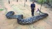 Les 10 plus gros serpents de la planete !