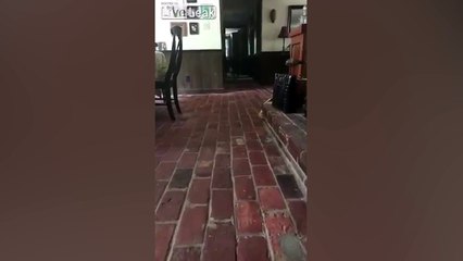 CUIDADORA DE CÃES FILMA UMA FIGURA ESTRANHA CAMINHANDO PELO CORREDOR