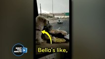Dog Chases Wipers