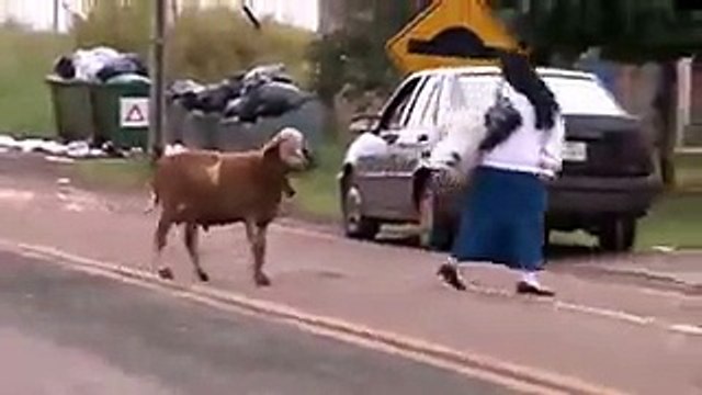 Bode chifra pedestres