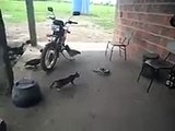 video cassetadas susto no gato