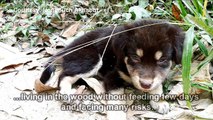 Lonely Stray Puppy Lives in the Woods without Feeding