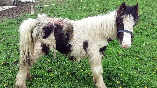 Abandoned Pony Is Being Eaten Alive By Maggots, Then Stranger Makes Lifesaving Call To Rescuers - Relay Hero