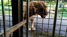 ライオン餌やり　Lions　eat
