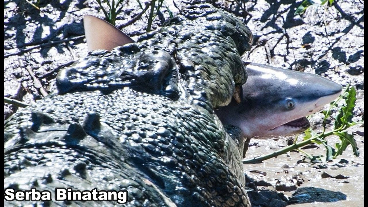 Unbelievable Crocodile Vs Shark | Who Will Be The Winner ?