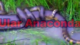 Caution Anacondas Mating Rated