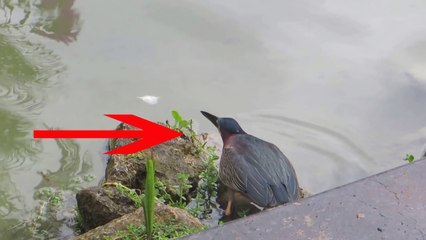 Amazing Bird Fishes Like A Human