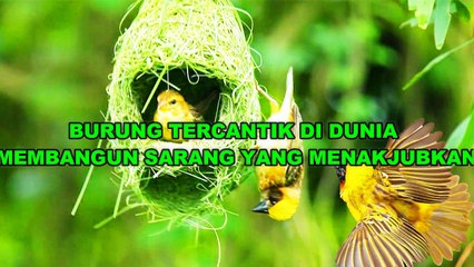 Watch a Weaver Bird build a Nest in a Single Day