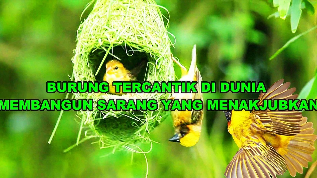 Watch a Weaver Bird build a Nest in a Single Day