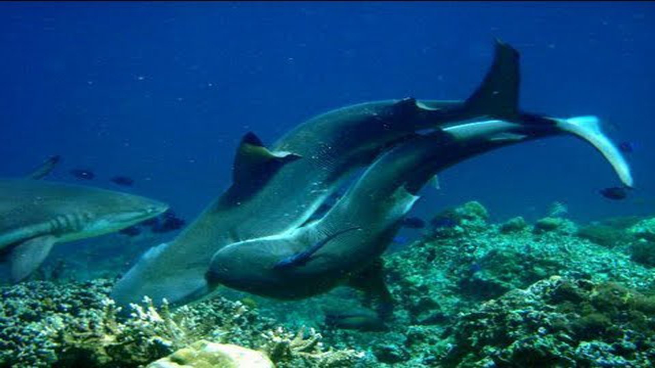Sharks Caught MATING in the wild! UNBELIVEABLE!!