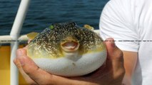 Big Fugu Fish From Kayak