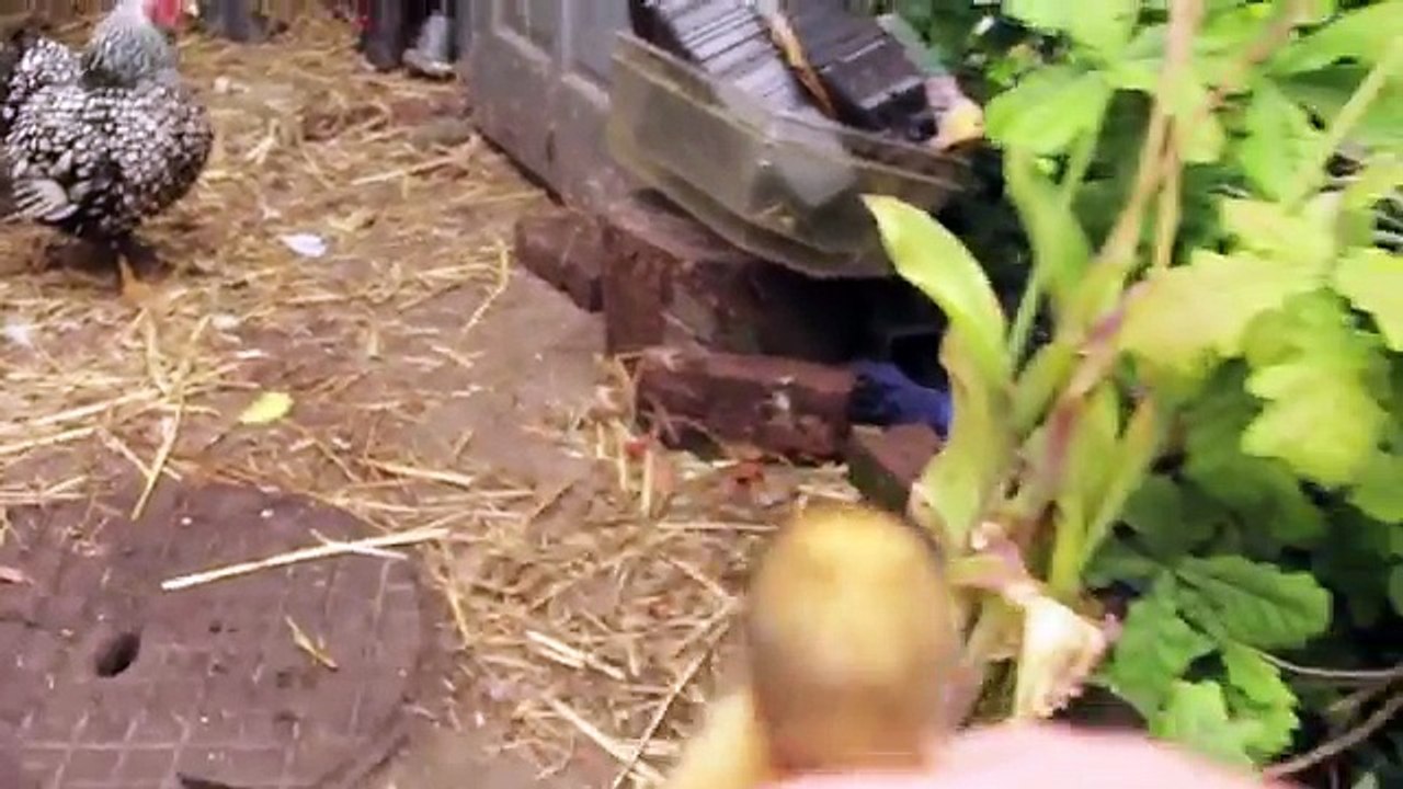Can a chicken raise a duck?