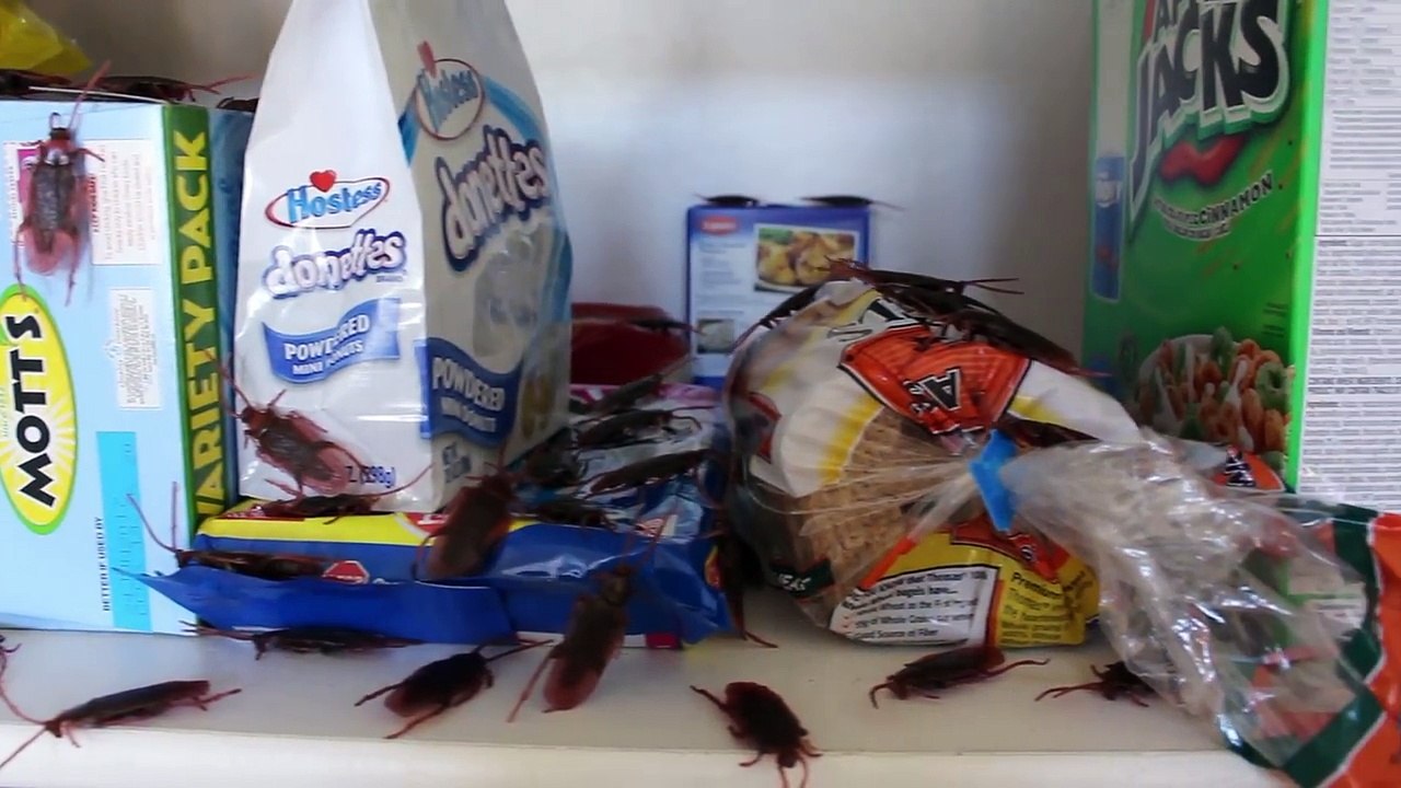 The Giant Roach Invasion! Nasty Toy Sewer Insect Infestation in the House!