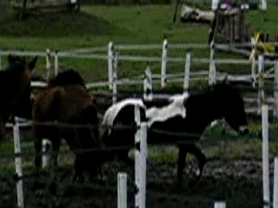 2 poneys qui jouent