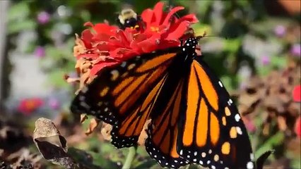 Metamorphosis: Caterpillar to Butterfly for Children - FreeSchool