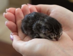 funny cat vs baby - cat vs baby  - funny cats videos