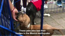 In Mexico City, volunteers look to reunite pets with owners