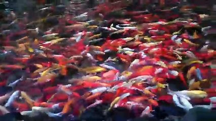 Feeding the Koi Fish at Marriott Lihui, Kauai new