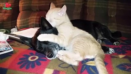 Cats & Dogs: Friends or Enemies? // Funny Animal Compilation