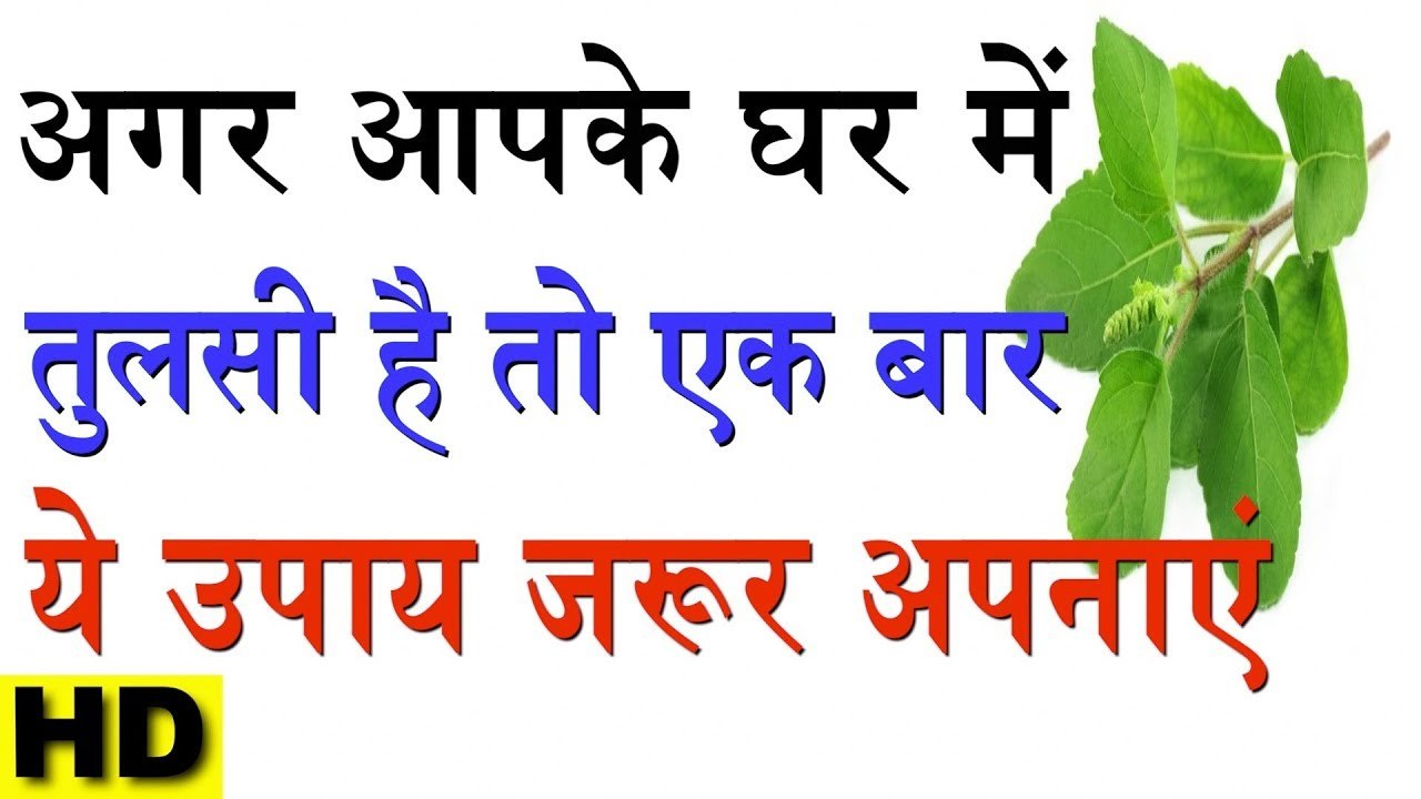 अगर आपके घर में तुलसी है तो ये उपाय जरूर करे । इतना पैसा बरसेगा कि संभाल नहीं पाओगे
