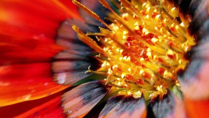 Blips - ultra-thin lenses for smartphone