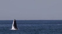 Whales Breach Off Sydney's Northern Beaches