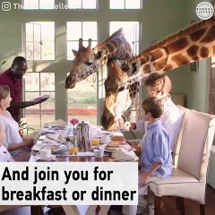 jeriff Zoo Most amazing video ever