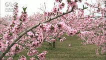 綺麗なピンクの桃の花　砂田泰伸