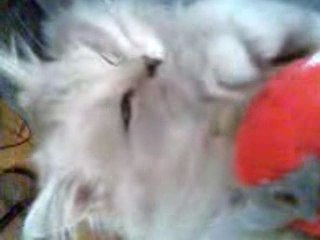 Ne t'en va pas petit oiseau