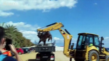 İspanya'da 700 kiloluk dev deniz kaplumbağası karaya vurdu