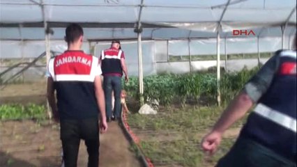 Organik Tarım Yapıyoruz Dediler Seralardan Hintkeneviri Çıktı